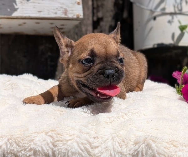 Medium Photo #9 French Bulldog Puppy For Sale in GOSHEN, IN, USA