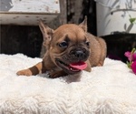 Small #8 French Bulldog