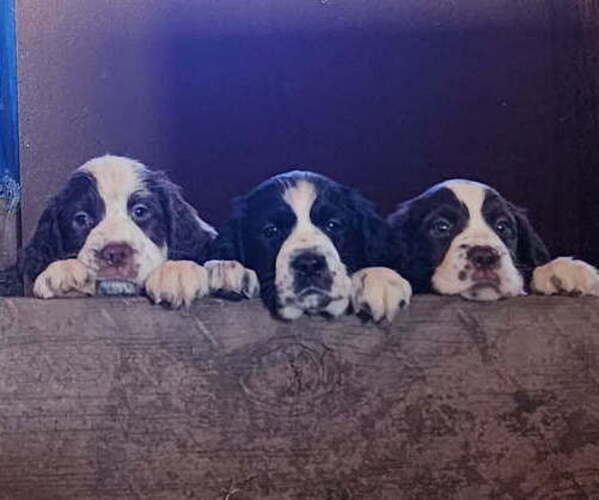 Medium Photo #2 English Springer Spaniel Puppy For Sale in CENTRAL POINT, OR, USA
