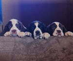 Small #1 English Springer Spaniel