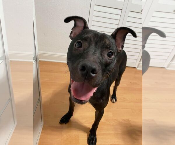 Medium Photo #39 Mutt Puppy For Sale in Pompano Beach , FL, USA