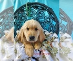 Small Photo #7 Golden Retriever Puppy For Sale in MERCED, CA, USA