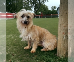 Malchi-Maltese Mix Puppy for sale in TAYLOR, TX, USA