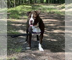 Small #30 Mutt