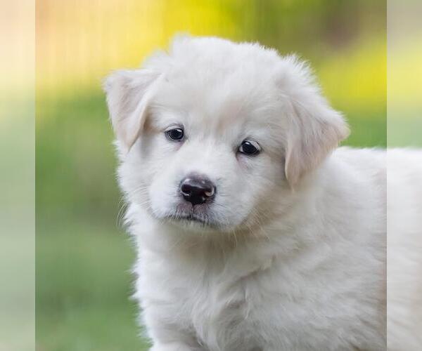 Medium Photo #4 Golden Retriever-Unknown Mix Puppy For Sale in San Diego, CA, USA