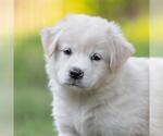 Small #3 Golden Retriever Mix