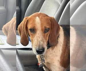 Iver: Not At the Shelter (Wendy) - Male American Foxhound-Unknown Mix Dog for Adoption - Photo #3