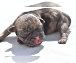 Small #7 Pug