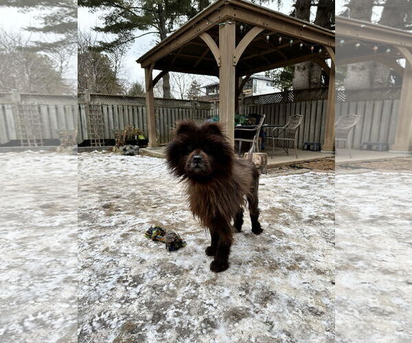Medium Photo #4 Chow Chow Puppy For Sale in Prescott, Ontario, Canada