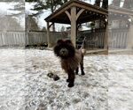 Small #3 Chow Chow
