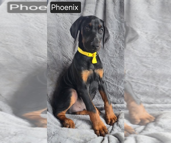 Medium Photo #4 Doberman Pinscher Puppy For Sale in POMEROY, OH, USA