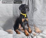 Small #3 Doberman Pinscher