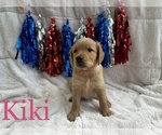 Small Photo #22 Goldendoodle Puppy For Sale in BLUFFTON, IN, USA