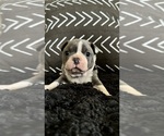 Puppy Sky Boston Terrier