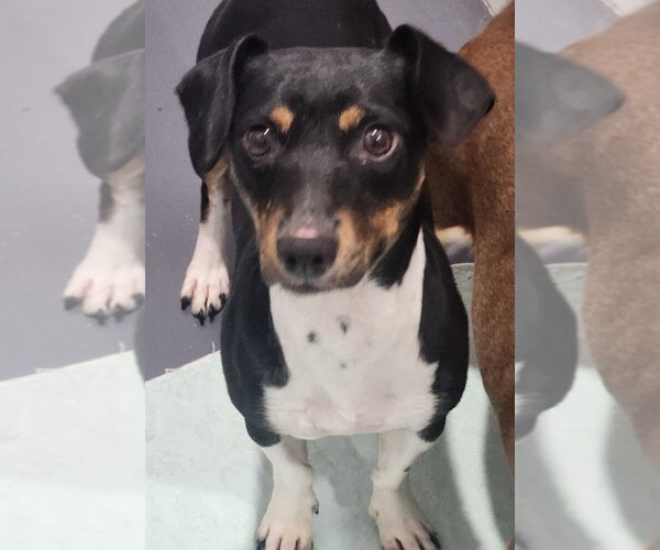 Medium Photo #1 Jackshund Puppy For Sale in Walnutport, PA, USA