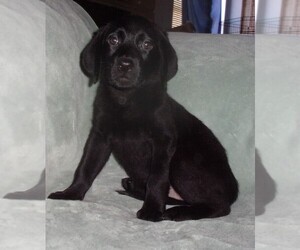Labrador Retriever Puppy for sale in CALIENTE, CA, USA