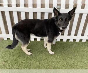 German Shepherd Dog-Unknown Mix Dogs for adoption in Modesto, CA, USA