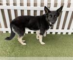 Small German Shepherd Dog Mix