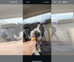 Small #2 American Staffordshire Terrier Mix