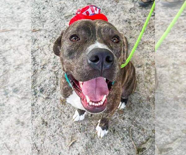Medium Photo #53 American Pit Bull Terrier-Mountain Cur Mix Puppy For Sale in Rockaway, NJ, USA
