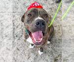 Small #52 American Pit Bull Terrier-Mountain Cur Mix