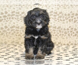 Miniature Bernedoodle Puppy for sale in DENVER, PA, USA