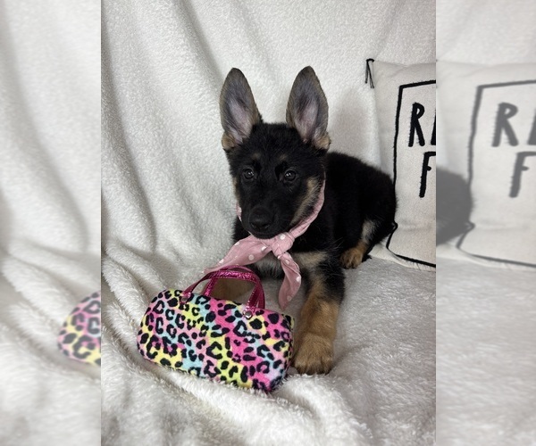 Medium Photo #6 German Shepherd Dog Puppy For Sale in GREENFIELD, IN, USA