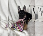 Small #5 German Shepherd Dog