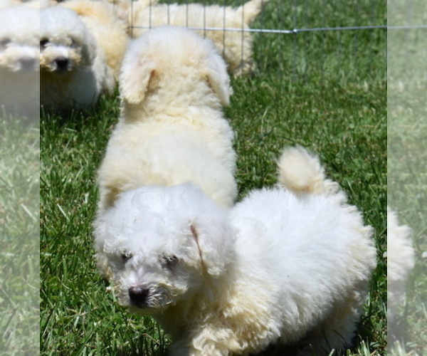Medium Photo #6 Bichon Frise Puppy For Sale in BOYCE, VA, USA