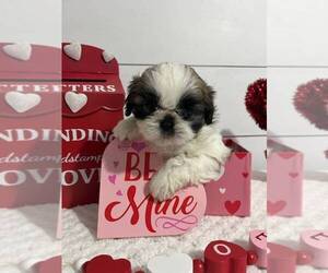 Shih Tzu Puppy for sale in JASONVILLE, IN, USA