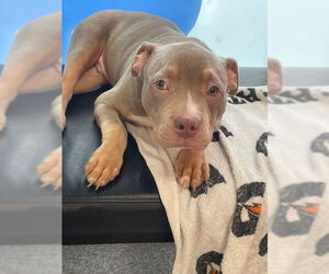 American Pit Bull Terrier Dogs for adoption in Louisville, KY, USA