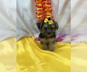 Morkie Puppy for sale in LANCASTER, MO, USA
