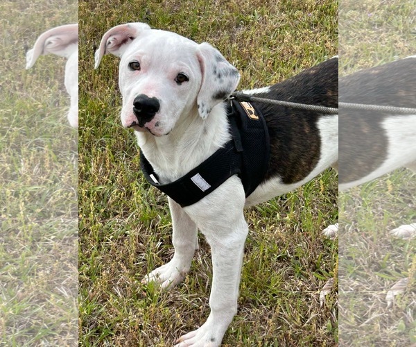 Medium Photo #1 Bulldog Puppy For Sale in Tarrytown, GA, USA