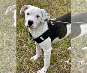 Bulldog Dogs for adoption in Tarrytown, GA, USA