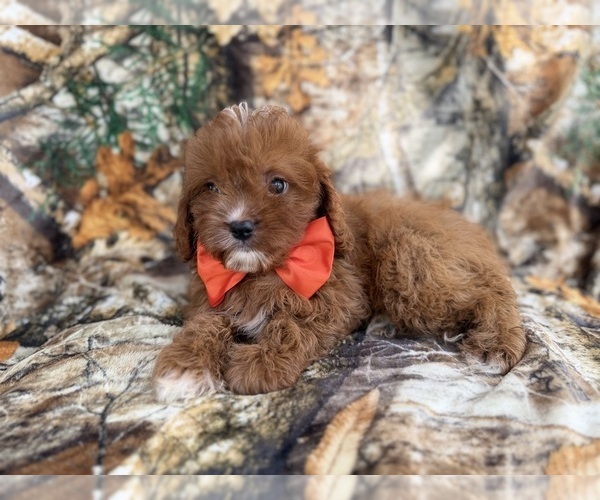 Medium Photo #4 Cavapoo (Miniature) Puppy For Sale in LAKELAND, FL, USA