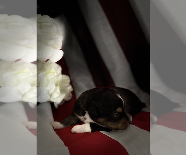 Medium Photo #6 Miniature Australian Shepherd Puppy For Sale in ANTHONY, FL, USA