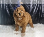 Small #5 Goldendoodle (Miniature)