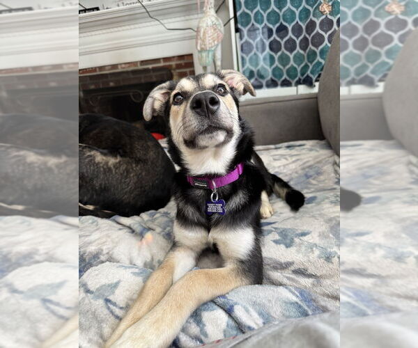 Medium Photo #8 Mutt Puppy For Sale in Oak Bluffs, MA, USA