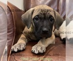 Puppy Olive Collar F Cane Corso