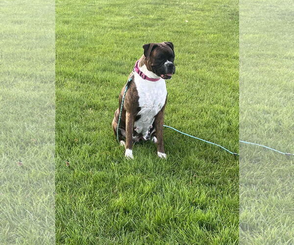 Medium Photo #7 Boxer Puppy For Sale in Woodbury, MN, USA