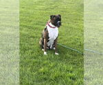 Small #6 Boxer