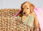 Small Photo #4 Golden Retriever Puppy For Sale in EX SPGS, MO, USA
