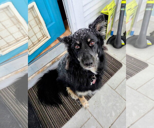 Medium Photo #3 Siberian Husky-Unknown Mix Puppy For Sale in Cottage Grove, MN, USA