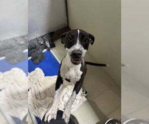 Mutt Dogs for adoption in Bakersfield, CA, USA
