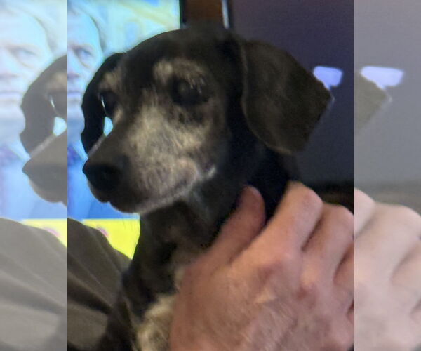 Medium Photo #4 Dachshund-Unknown Mix Puppy For Sale in Tampa, FL, USA