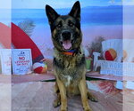 Small Photo #2 German Shepherd Dog Puppy For Sale in Long Beach, CA, USA