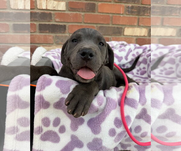 Medium Photo #1 Mutt Puppy For Sale in Goodyear, AZ, USA