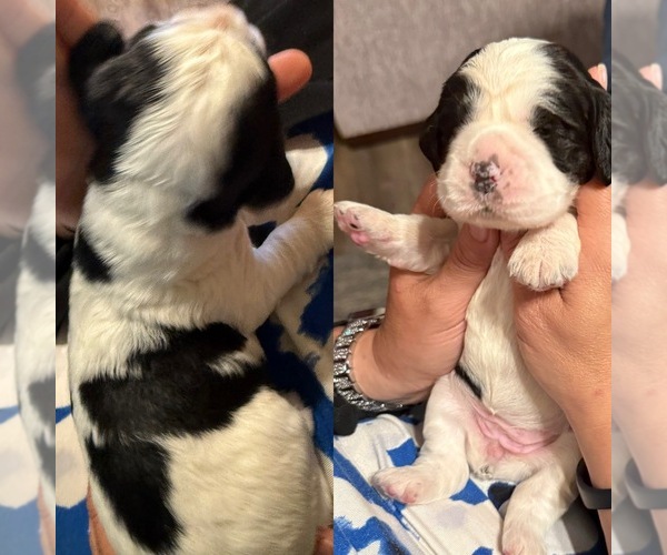 Medium Photo #8 English Springer Spaniel Puppy For Sale in PILLAGER, MN, USA