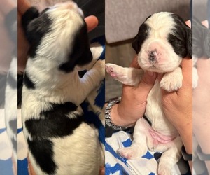 Medium English Springer Spaniel