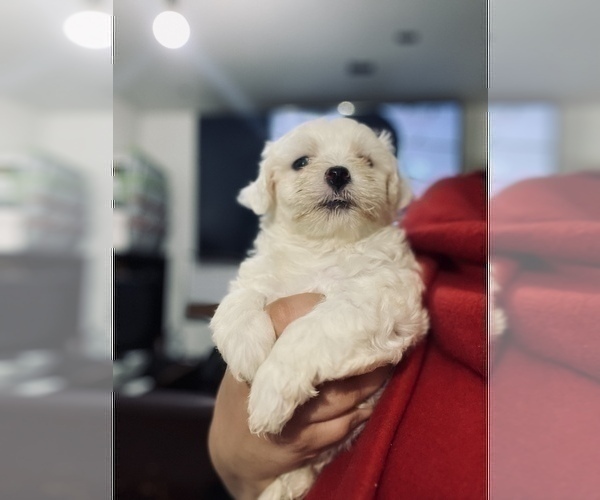 Medium Photo #9 Maltese Puppy For Sale in HAYWARD, CA, USA
